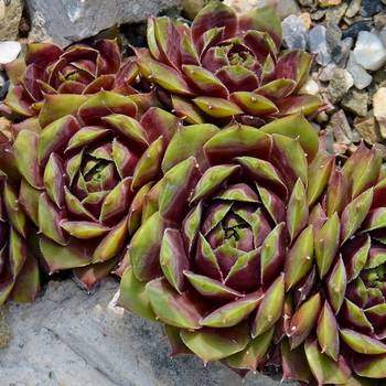 Молодило Sempervivum BigSam™ 'Commander Hay'